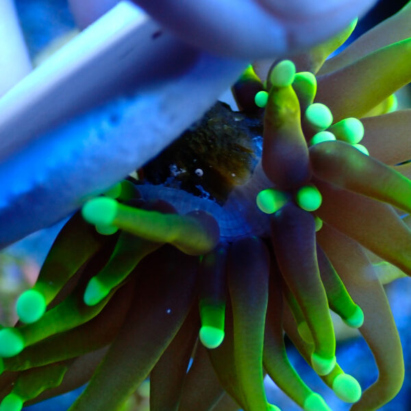 TC Euphyllia glabrecens Dragon Soul - Imagen 3