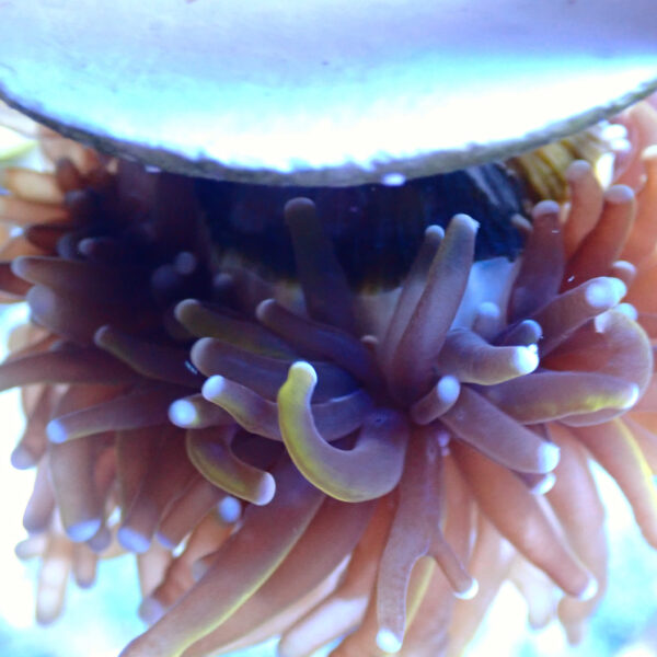 TC Euphyllia glabrecens Indo Gold 24K - Imagen 3