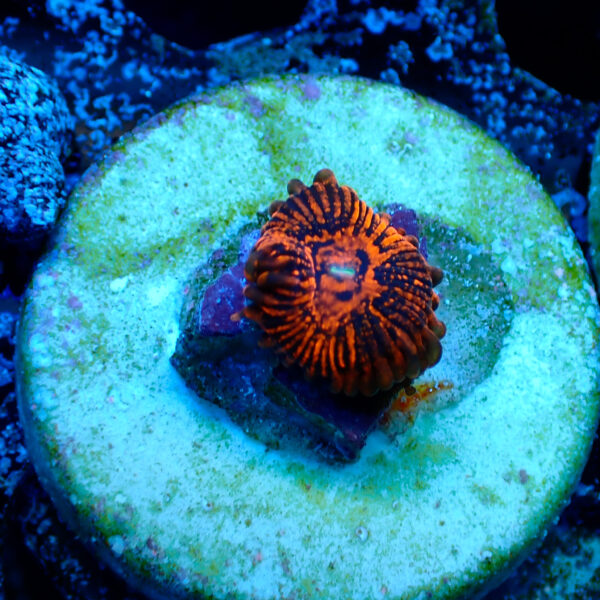 TC Zoanthus Darth Maul - Imagen 2