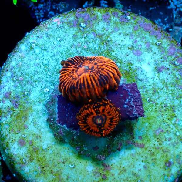 TC Zoanthus Darth Maul - Imagen 2