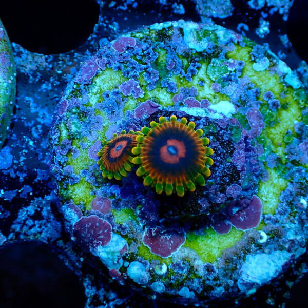TC Zoanthus Mindtrick - Imagen 2