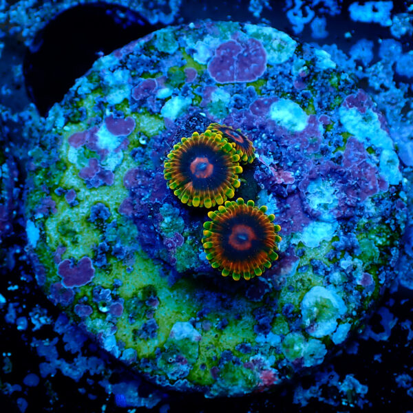 TC Zoanthus Mindtrick - Imagen 2