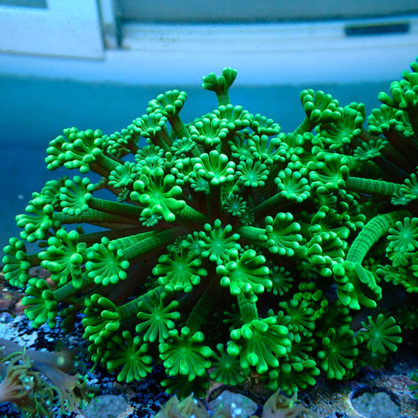 TC Alveopora Mint mini colonia - Imagen 2