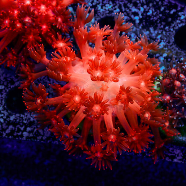 TC Goniopora Red Dragon - Imagen 2