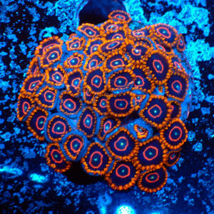 TC Zoanthus Red Hornets colonia