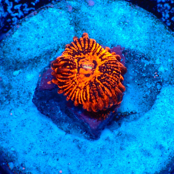 TC Zoanthus Darth Maul