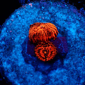 TC Zoanthus Darth Maul