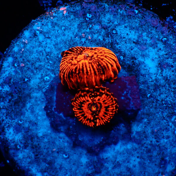 TC Zoanthus Darth Maul