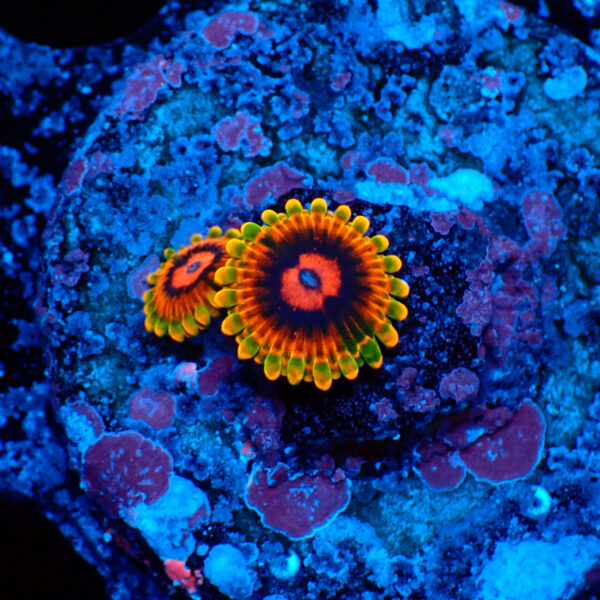 TC Zoanthus Mindtrick