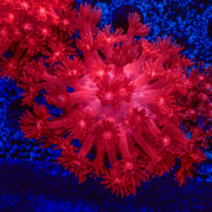 TC Goniopora Red Dragon