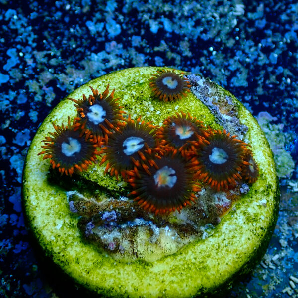 TC Zoanthus Fire & Ice - Imagen 2