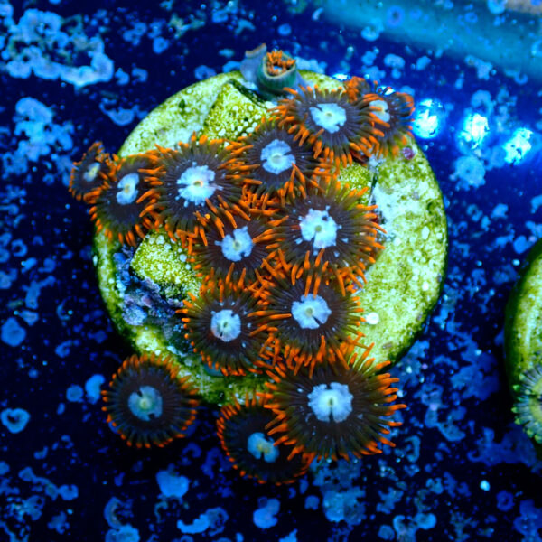 TC Zoanthus Fire & Ice - Imagen 2