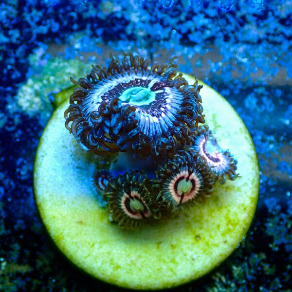 TC Zoanthus Ice Phantom - Imagen 2