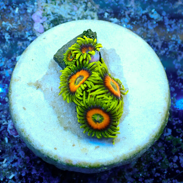 TC Zoanthus Super Sunflower - Imagen 2