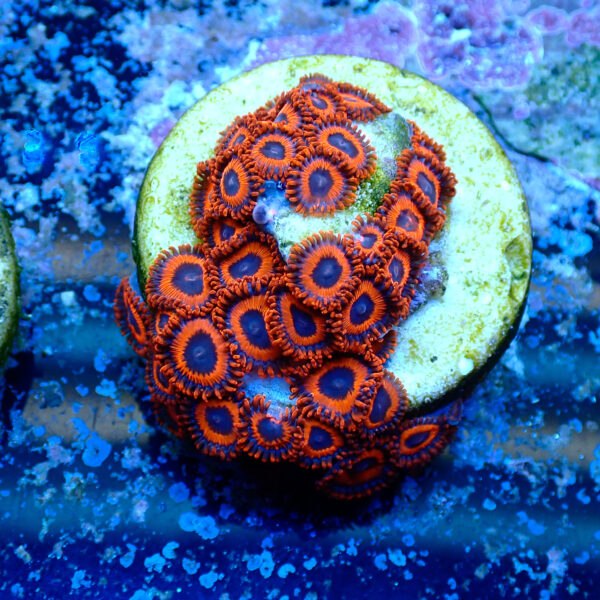 TC Zoanthus Kedd´s Reds colonia - Imagen 2