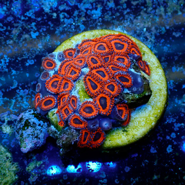 TC Zoanthus Kedd´s Reds colonia - Imagen 2