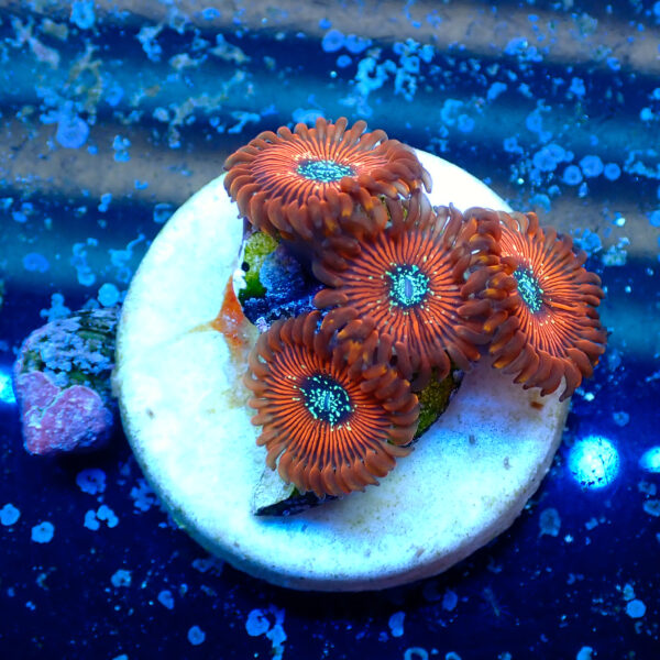 TC Zoanthus Red Magicians - Imagen 2