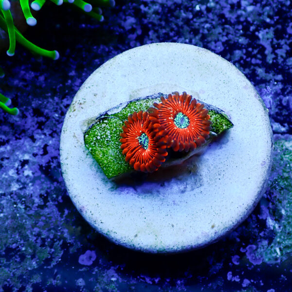 TC Zoanthus Red Magician - Imagen 2