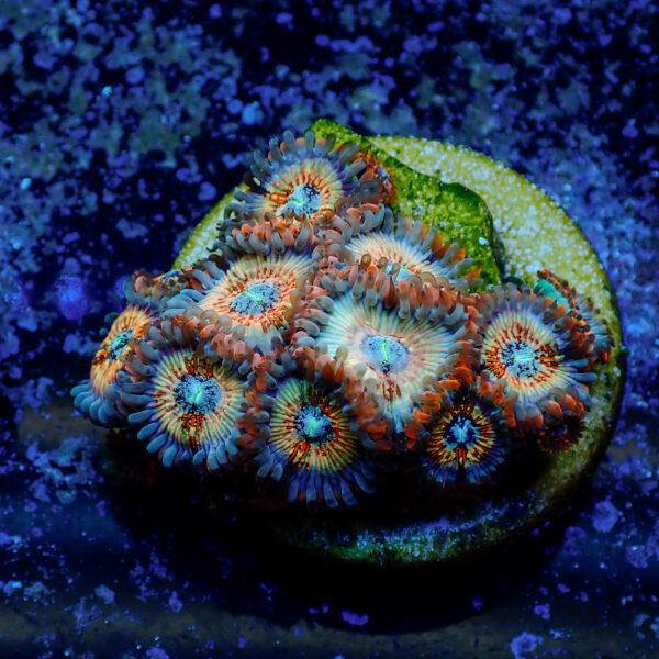 TC Zoanthus Seductions - Imagen 2