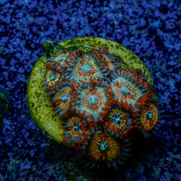 TC Zoanthus Seductions - Imagen 2
