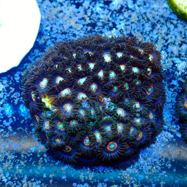 TC Zoanthus UFO colonia - Imagen 2