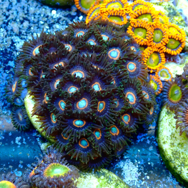 TC Zoanthus UFO - Imagen 2