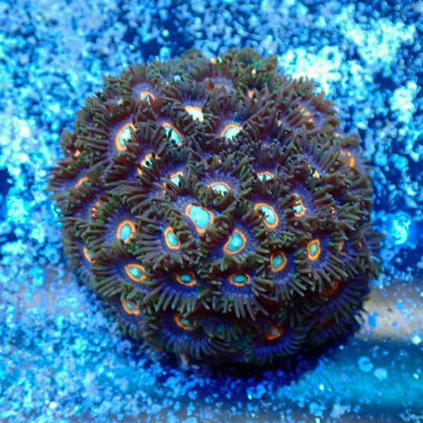 TC Zoanthus UFO colonia - Imagen 2
