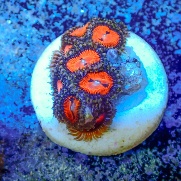 TC Zoanthus Bloodsucker - Imagen 2