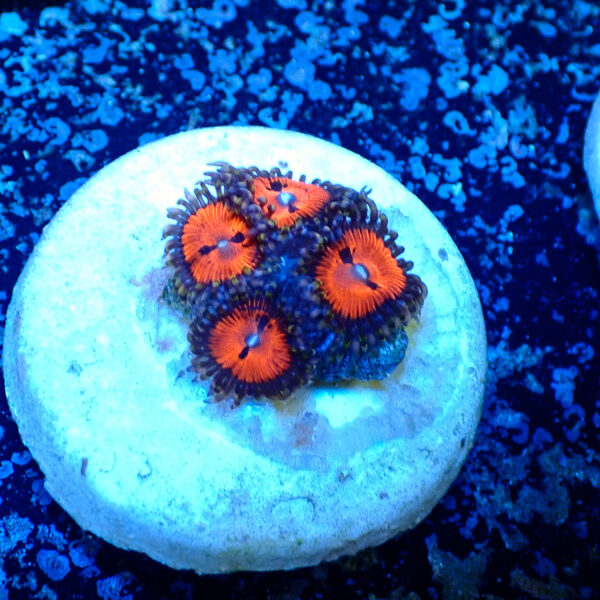 TC Zoanthus Bloodsucker - Imagen 2