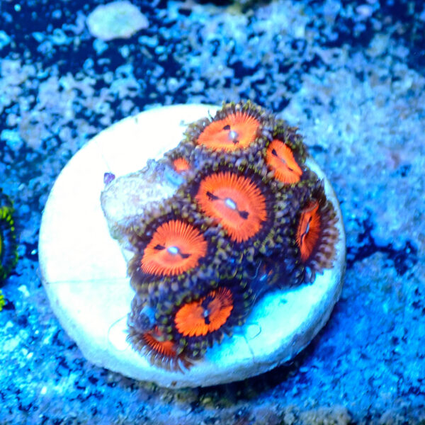 TC Zoanthus Bloodsucker - Imagen 2