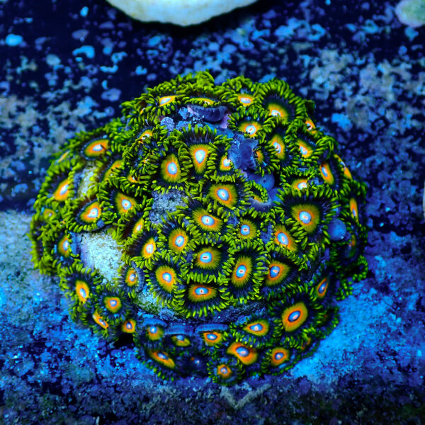 TC Zoanthus Super Saiyan colonia - Imagen 2