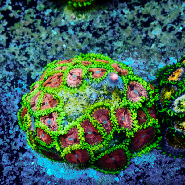 TC Zoanthus Fake Lime Chilli - Imagen 2