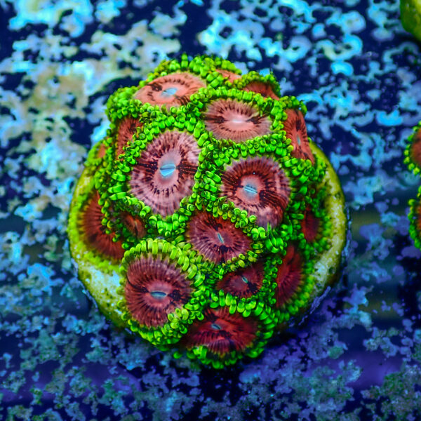 TC Zoanthus Fake Lime Chilli mini colonia - Imagen 2