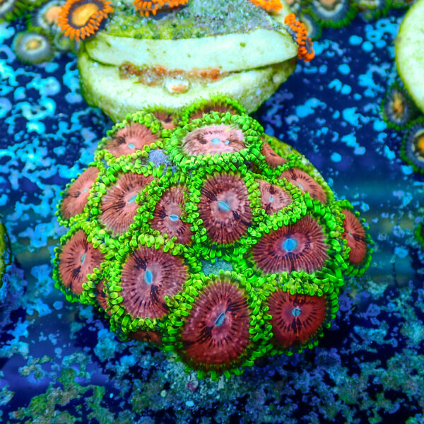 TC Zoanthus Fake Lime Chilli mini colonia - Imagen 2