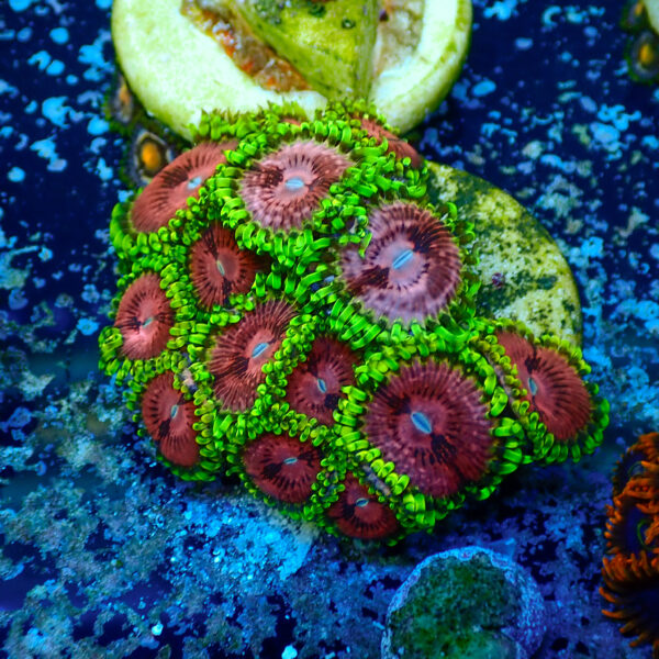 TC Zoanthus Fake Lime Chilli mini colonia - Imagen 2