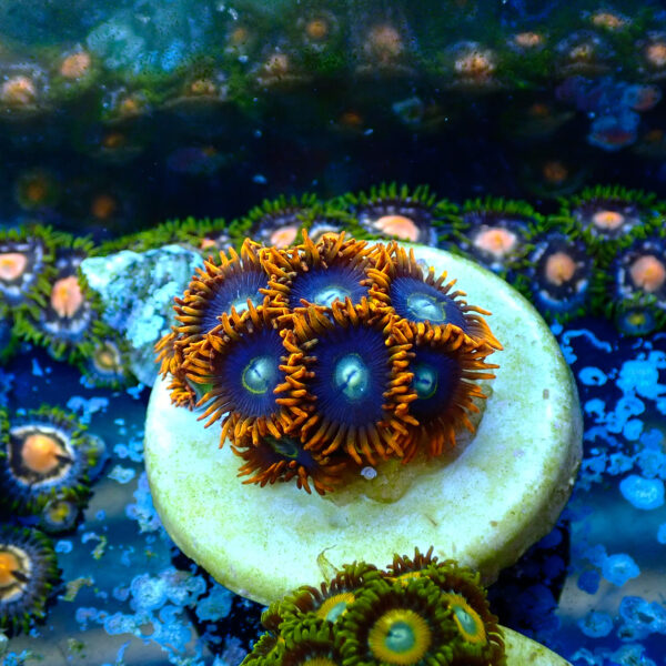 TC Zoanthus Rainbow Hornets - Imagen 2