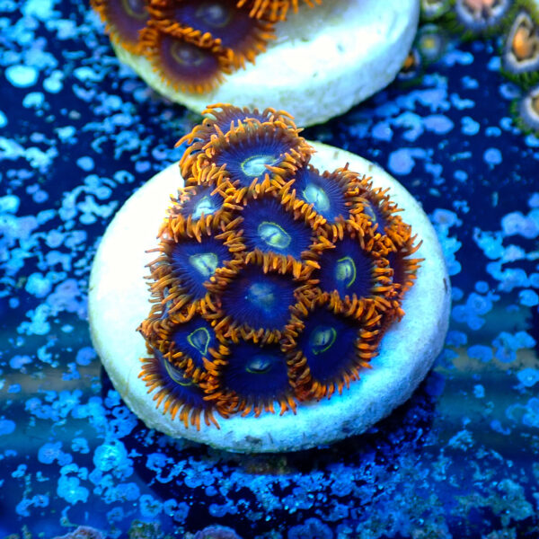 TC Zoanthus Rainbow Hornets - Imagen 2