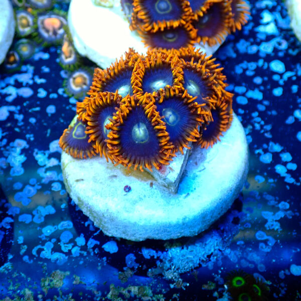 TC Zoanthus Rainbow Hornets - Imagen 2