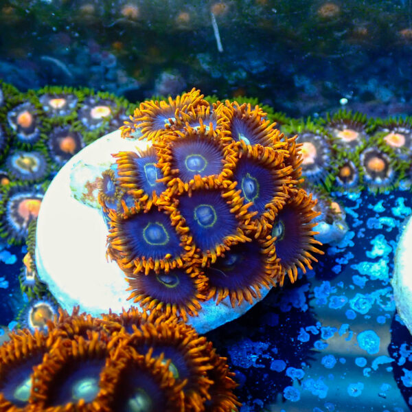TC Zoanthus Rainbow Hornets - Imagen 2