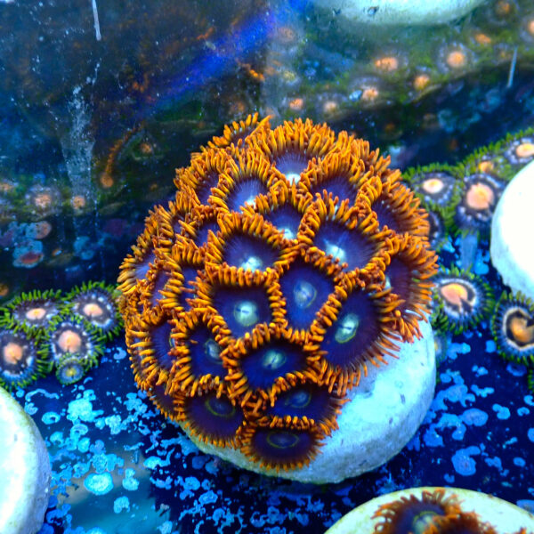 TC Zoanthus Rainbow Hornets mini colonia - Imagen 2