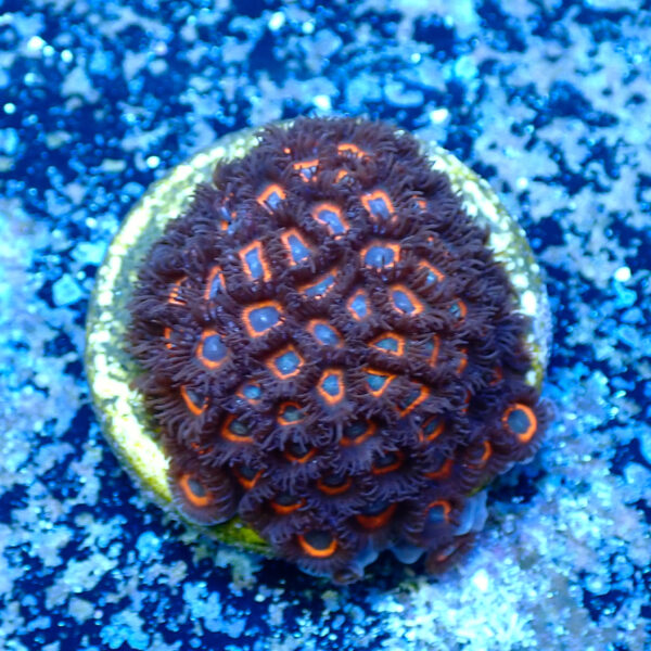 TC Zoanthus Johnny Pumpking Seeds - Imagen 2