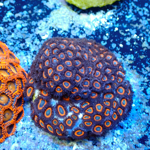 TC Zoanthus Johnny Pumpking Seeds colçonia - Imagen 2