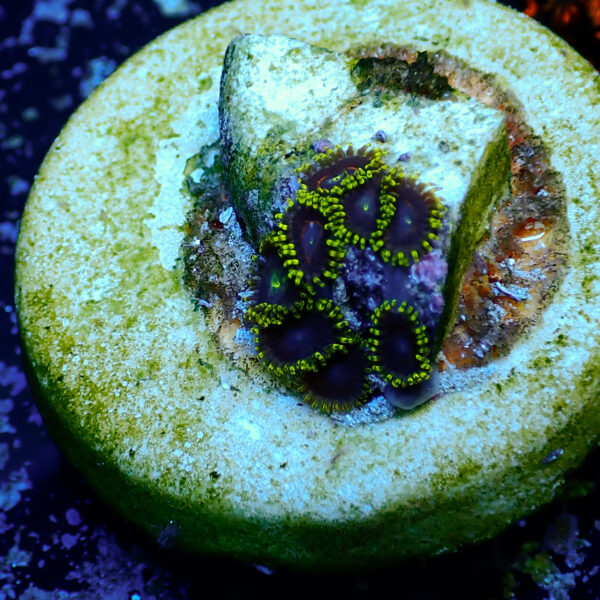 TC Zoanthus Black Hornets - Imagen 2