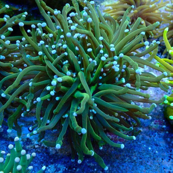 TC Euphyllia glabrecens Holy Guacamole triple cabeza - Imagen 2