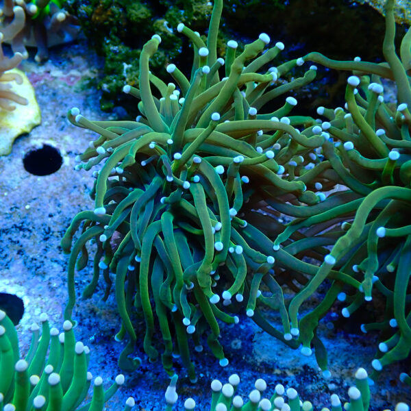 TC Euphyllia glabrecens Holy Guacamole - Imagen 2