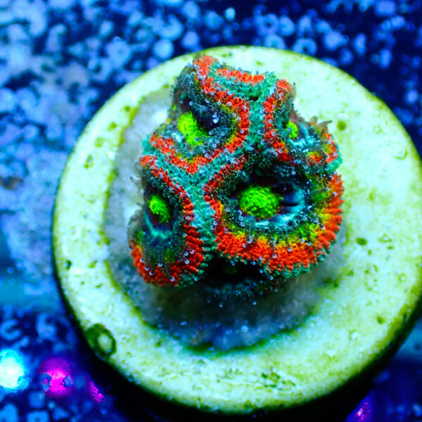 TC Micromussa Amakusensis Holy Grail - Imagen 2
