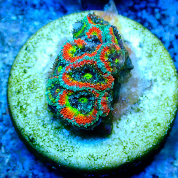 TC Micromussa Amakusensis  Holy Grail - Imagen 2