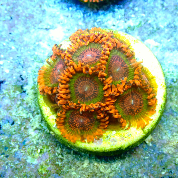 TC Zoanthus Speckled Krakatoa mini colonia - Imagen 2