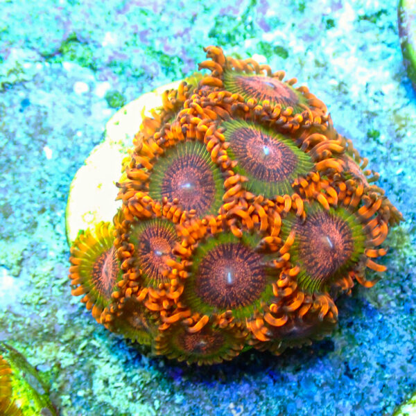 TC Zoanthus Speckled Krakatoa mini colonia - Imagen 2