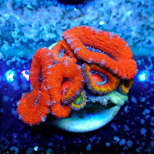 TC Micromussa lordhowensis Orange & Red - Imagen 2